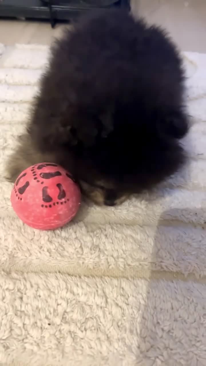 Pomeranian dogs for sale: LAST FEMALE Pomeranian Puppies  - Video 2