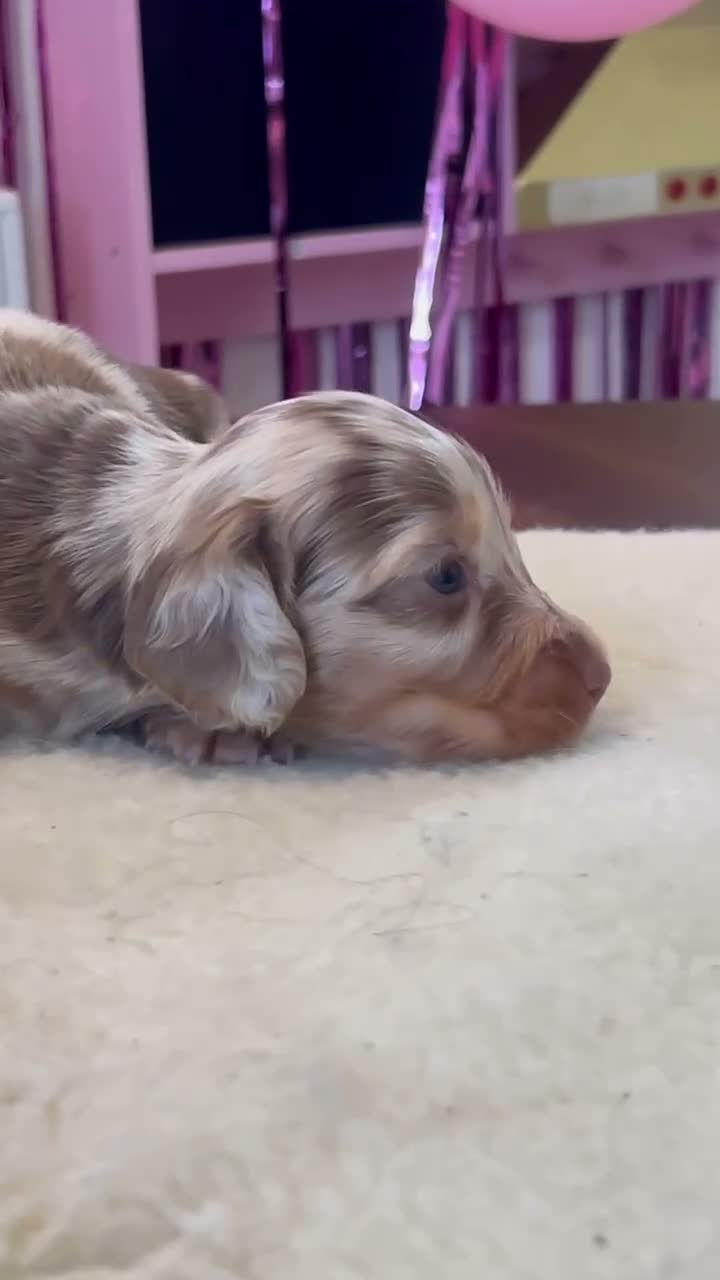 Miniature Dachshund dogs for sale: Tiny KC Long Haired Dachshunds  Chocolate & Dapple - Video 1