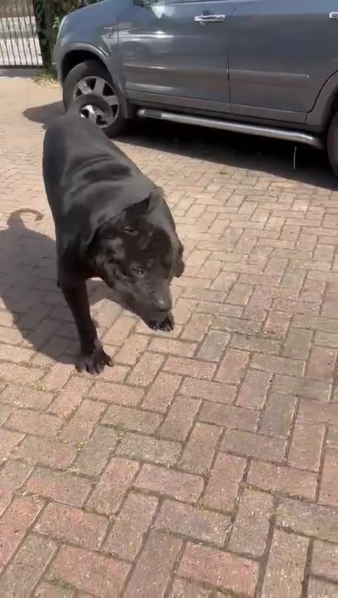 Boerboel dogs for stud: Pure Boerboel up for stud - Video 1