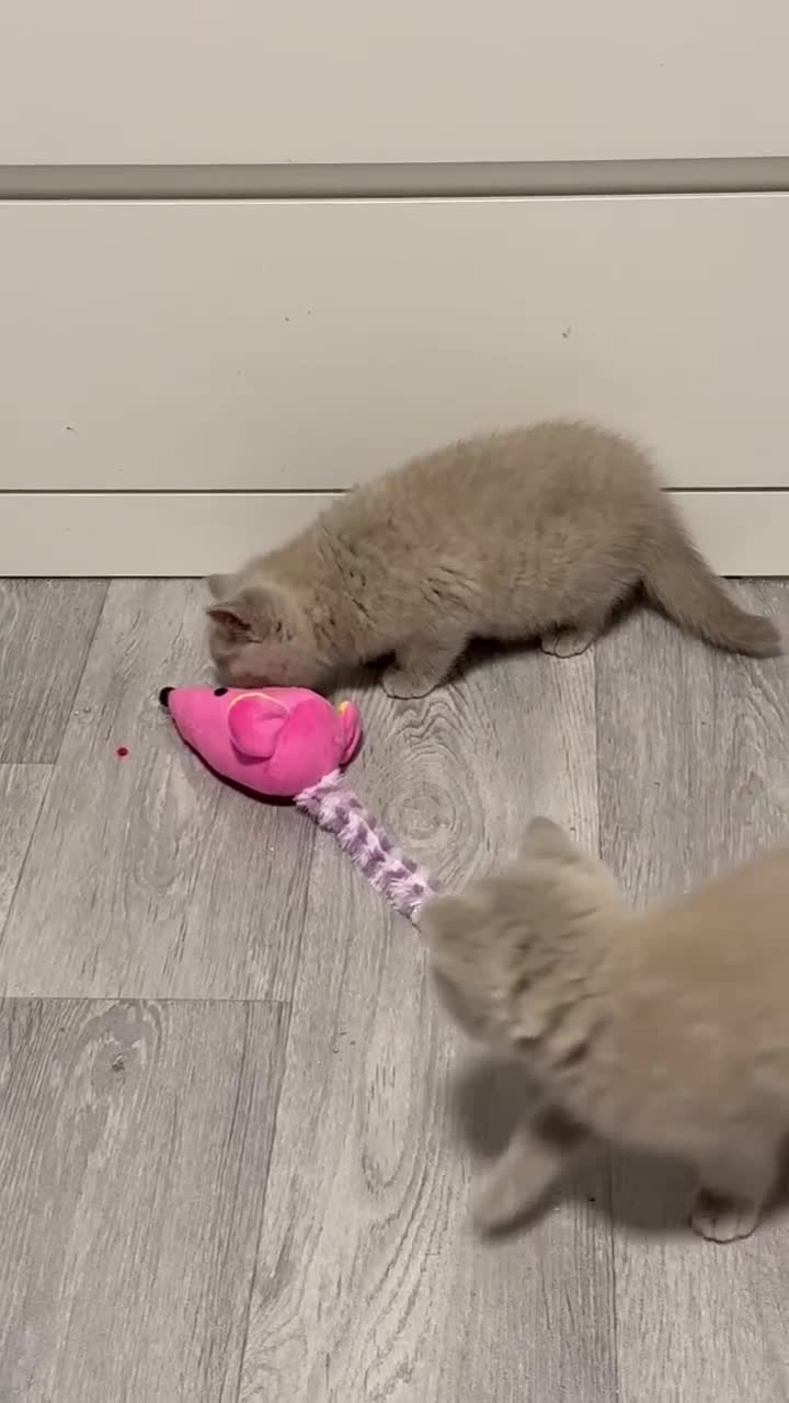 British Shorthair cats for sale: ❤️💙💗British Shorthair 1 Gilr Lilac  - Video 1