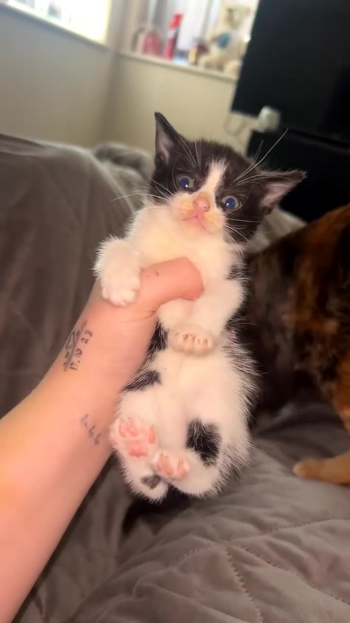 Mixed Breed cats for sale: Kittens  - Video 3