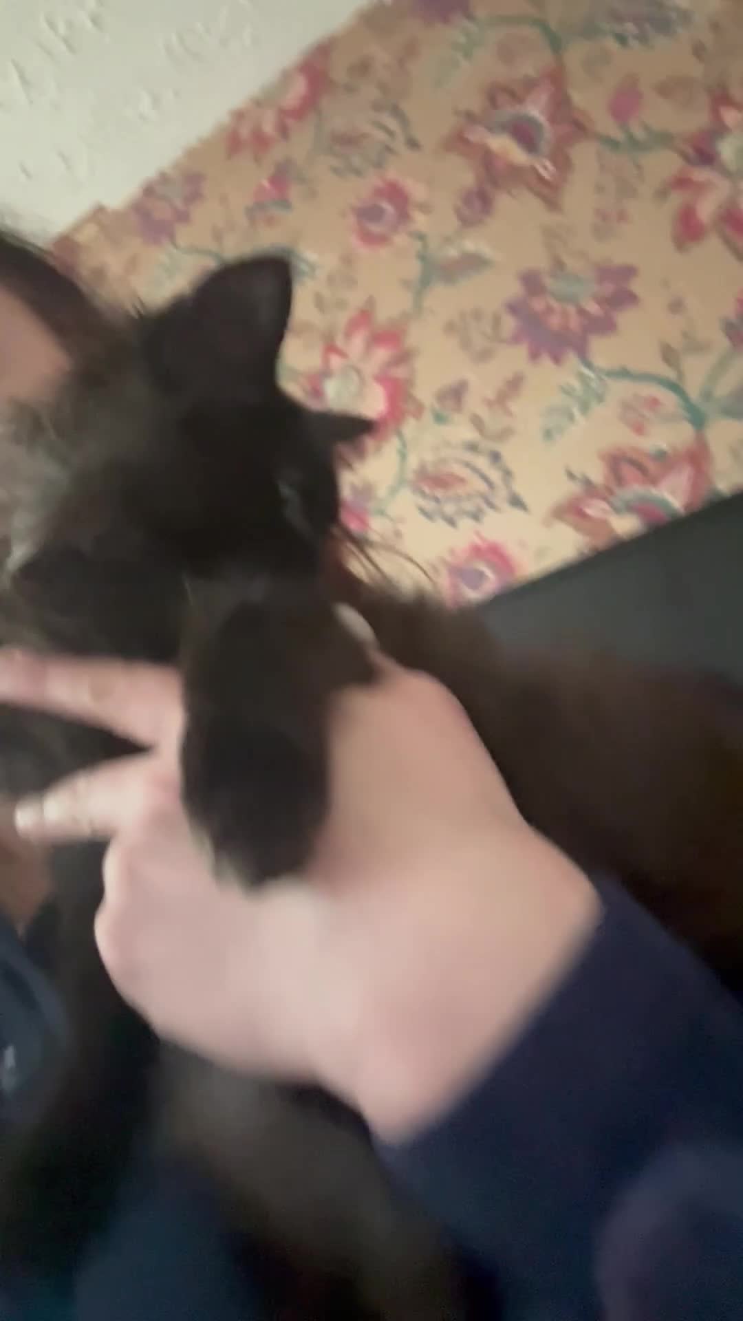 Maine Coon cats for sale: Maine coon cross - Video 2