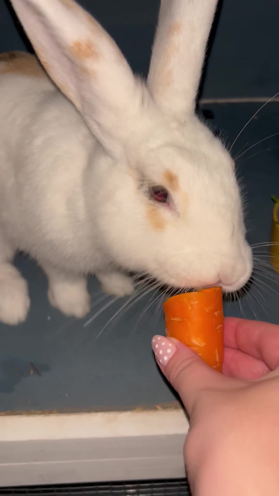 Mixed Breed rabbits for sale: Female bunny need to be rehomed - Video 1