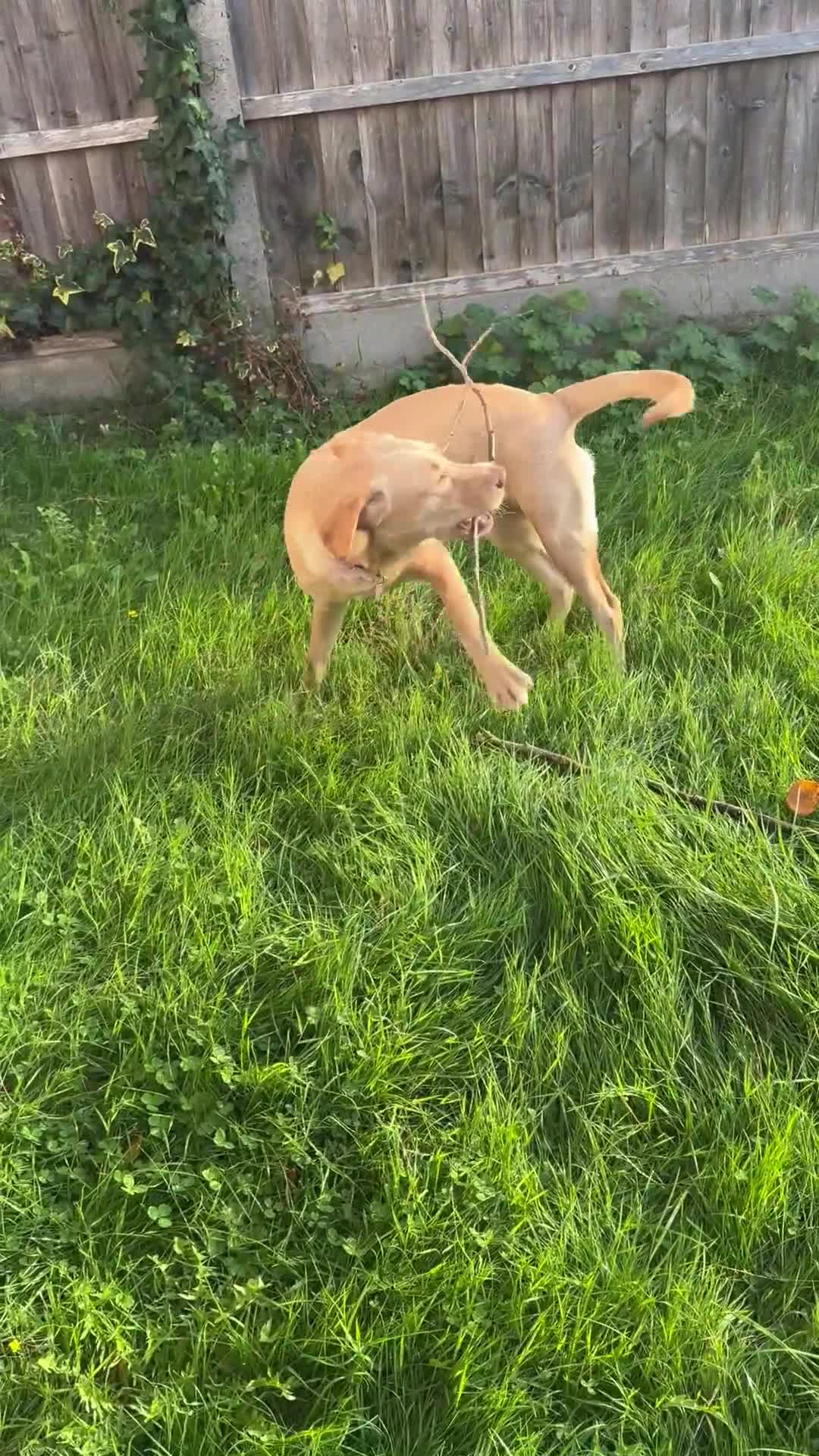 Labrador Retriever dogs for sale: nearly 7 month old labrador girl - Video 1