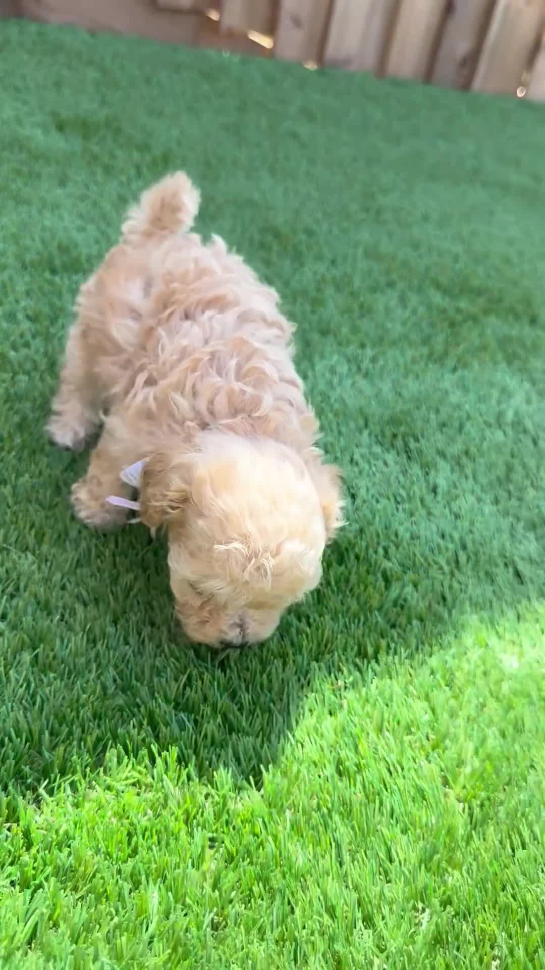 Cockapoo dogs for sale: 🐾 Adorable F1BB Teddy bear toy cockapoos 🐾 - Video 3