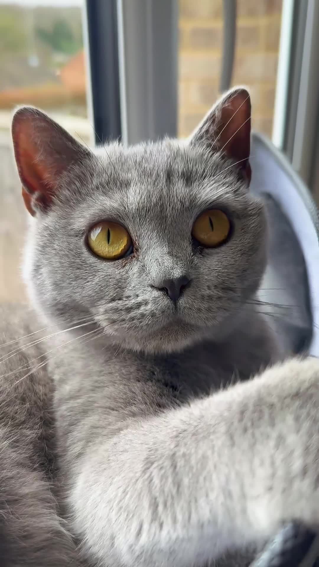 British Shorthair cats for sale: WILLOW — Beautiful British Shorthair Girl  - Video 2