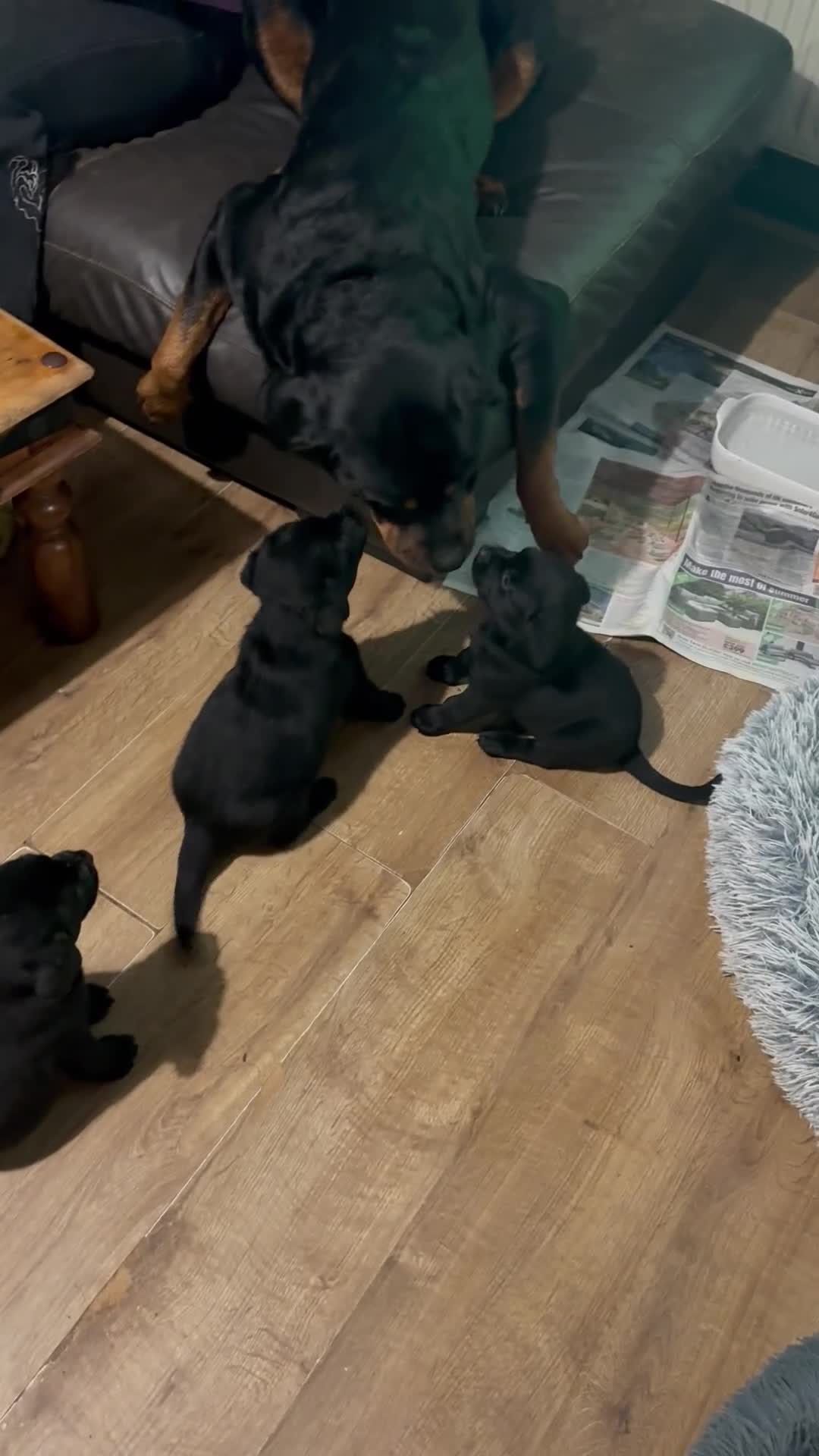 Mixed Breed dogs for sale: Labrotties - Video 1