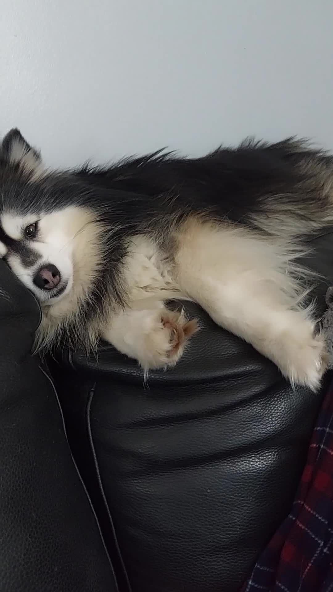 Pomsky dogs for stud: Champ F2 pomsky for stud  in Liverpool - Video 1