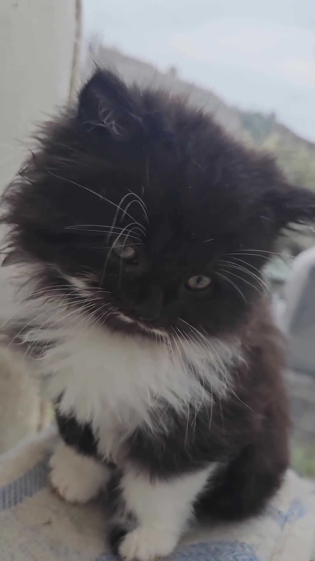 Mixed Breed cats for sale: Adorable Fluffy little Boy  - Video 2