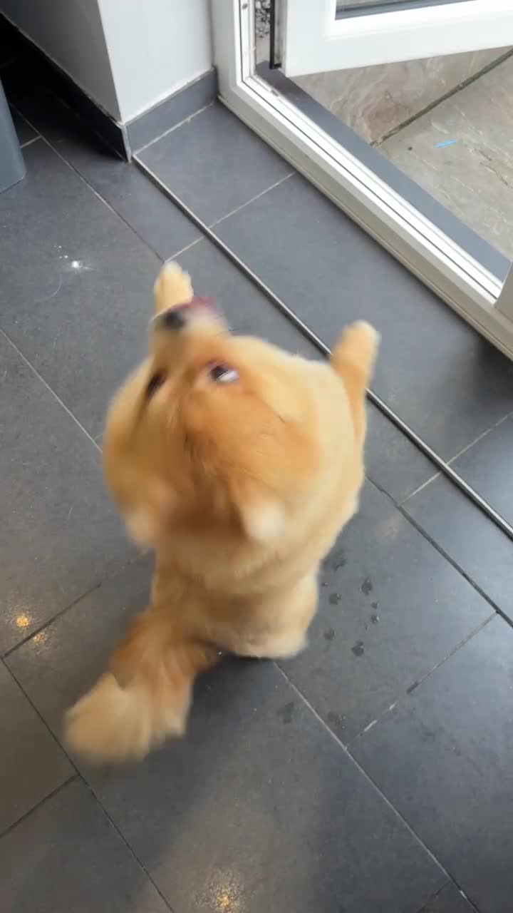 Pomeranian dogs for sale: Looking for homes  - Video 1