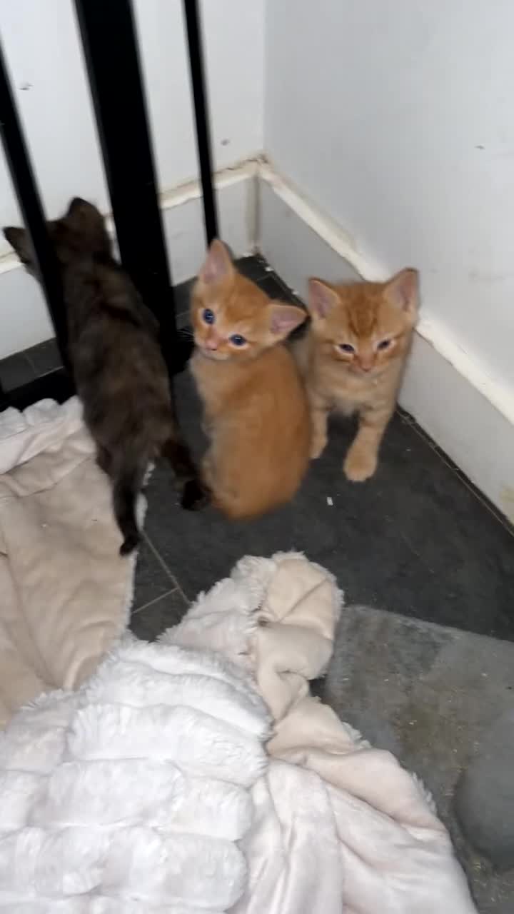 Ragdoll cats for sale: 3 gorgeous RARE coloured kittens  - Video 1