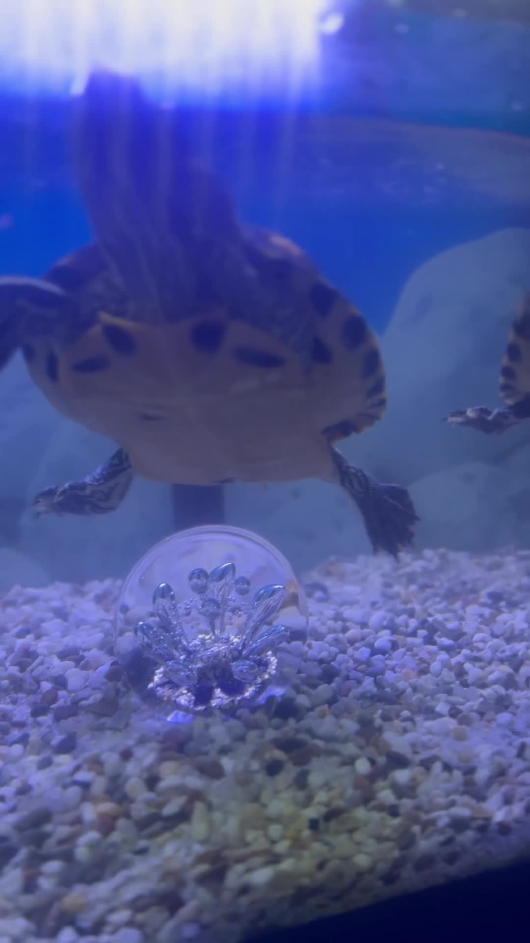 Turtle reptiles for sale: Big Yellow belly turtle  - Video 3