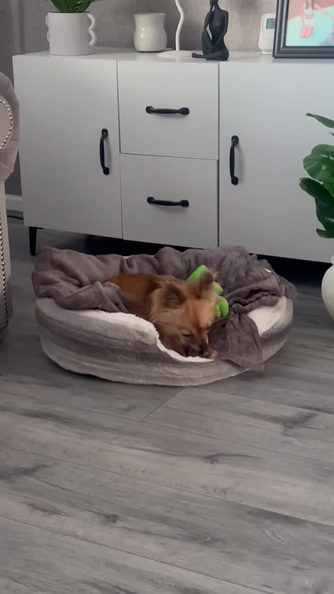 Chihuahua dogs for sale: Long haired chihuahua (tea cup) 4 years old.  - Video 1