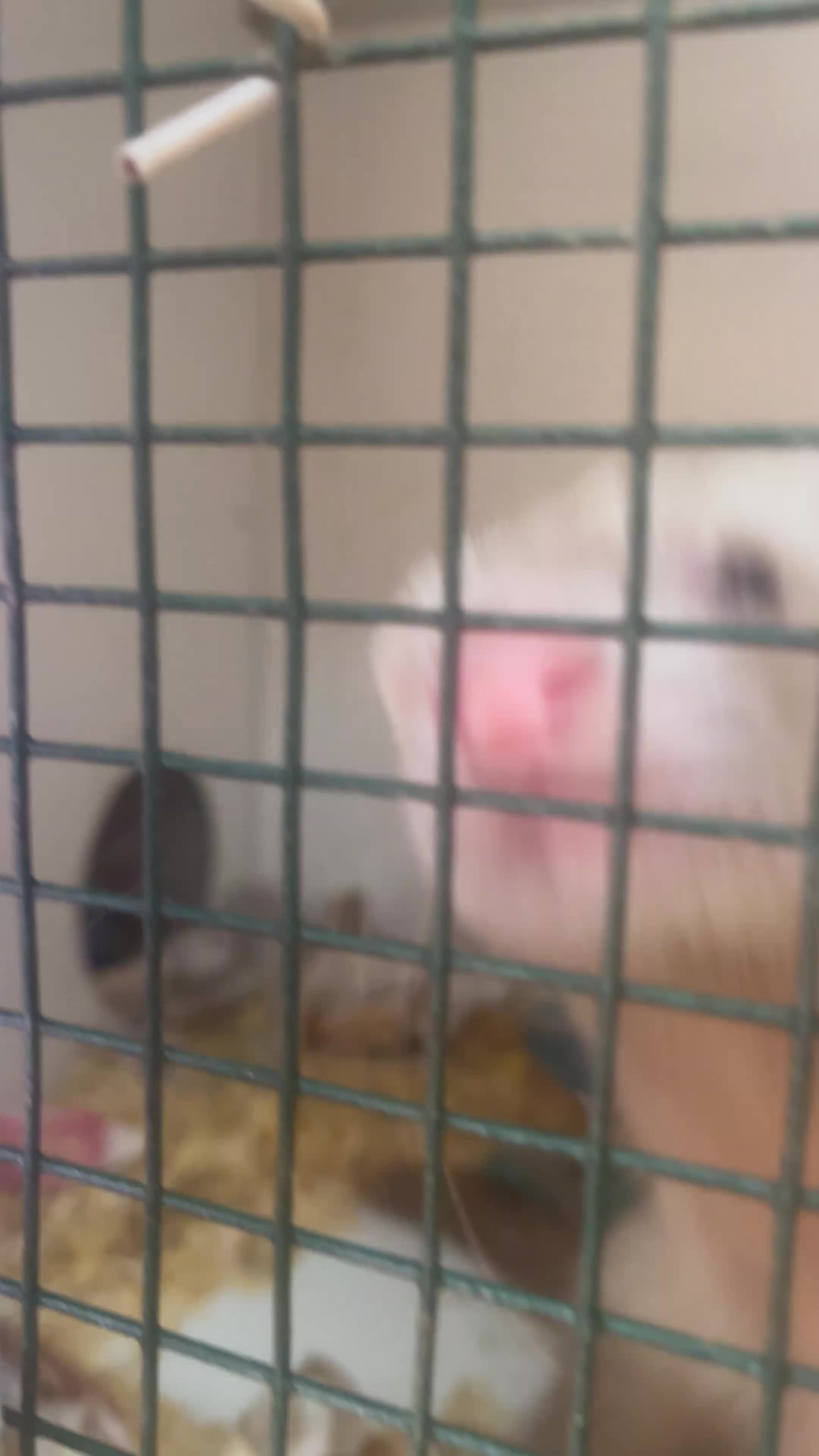 Ferret rodents for sale: 2 Hobs available now - Video 1