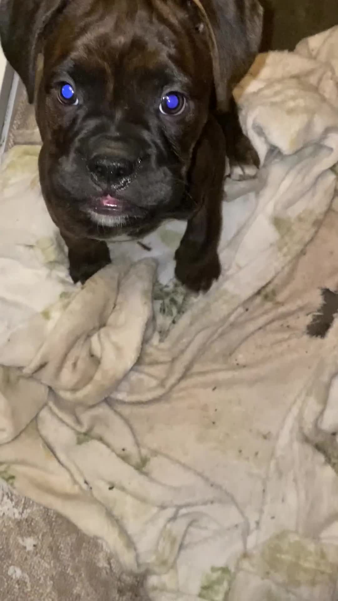 Mixed Breed dogs for sale: 🧬Kc reg mum black boxer & mini boxer pups 🤩 8wk - Video 1