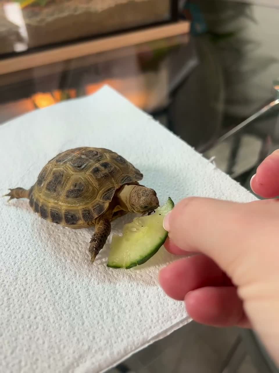 Tortoise reptiles for sale: Horsefield tortoise  in Stourbridge - Video 1