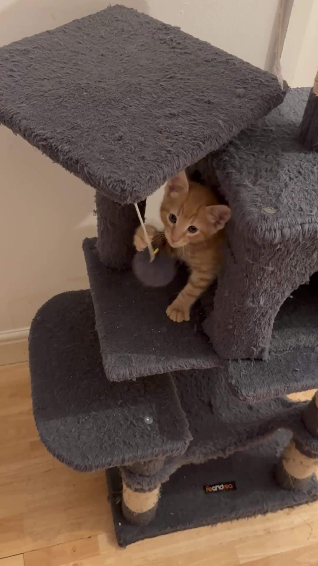 American Shorthair cats for sale: Ready To Leave Today please read full advert pleas - Video 1