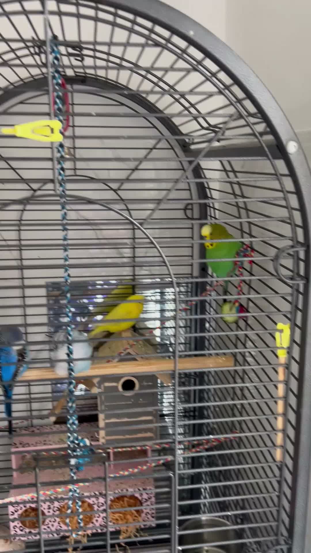 Mixed Breed birds for sale: 2 Pairs of Budgies in Milton Keynes - Video 2