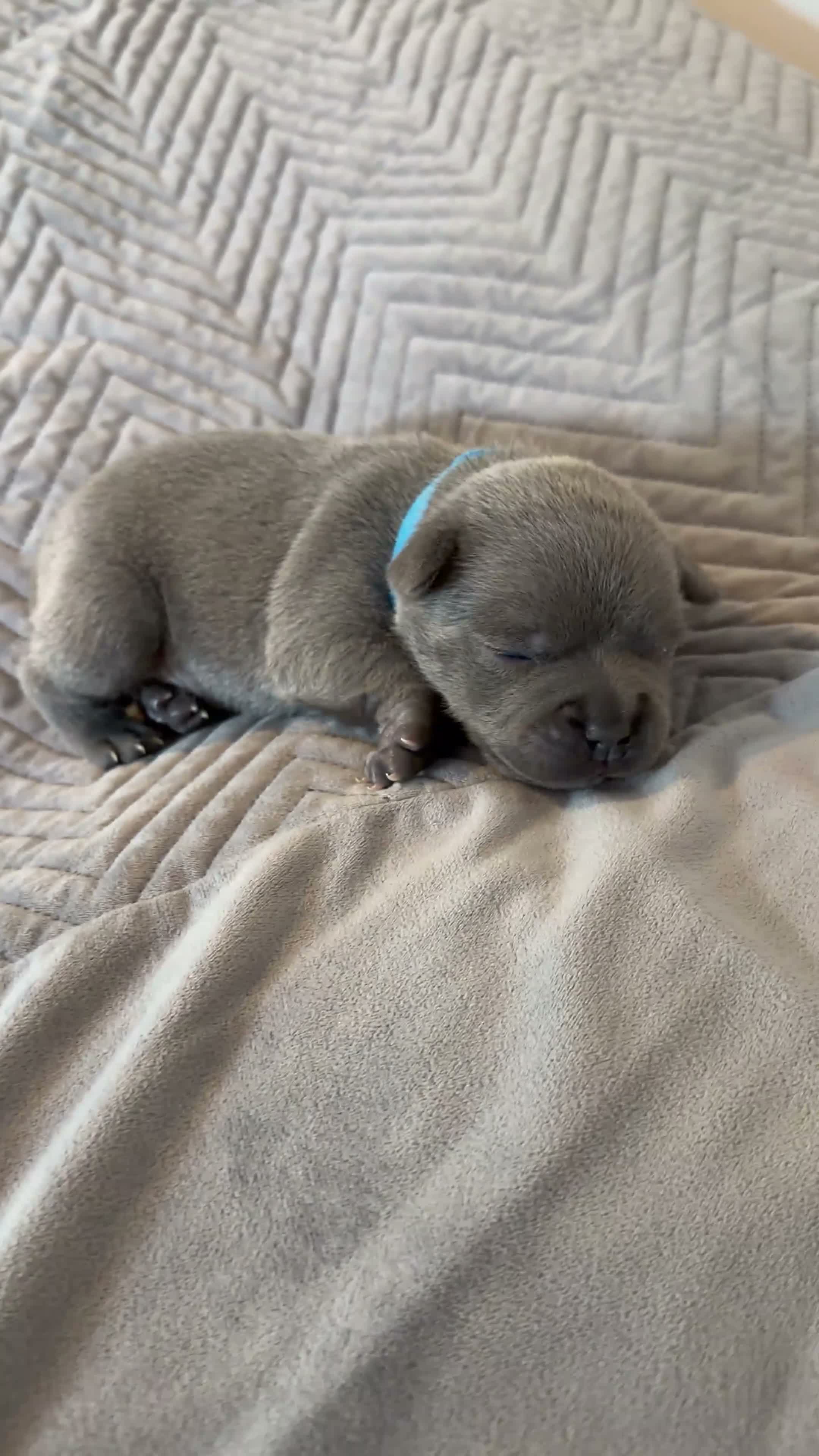 Staffordshire Bull Terrier dogs for sale: STUNNING BLUE STAFFY PUPPIES  in Derby - Video 1