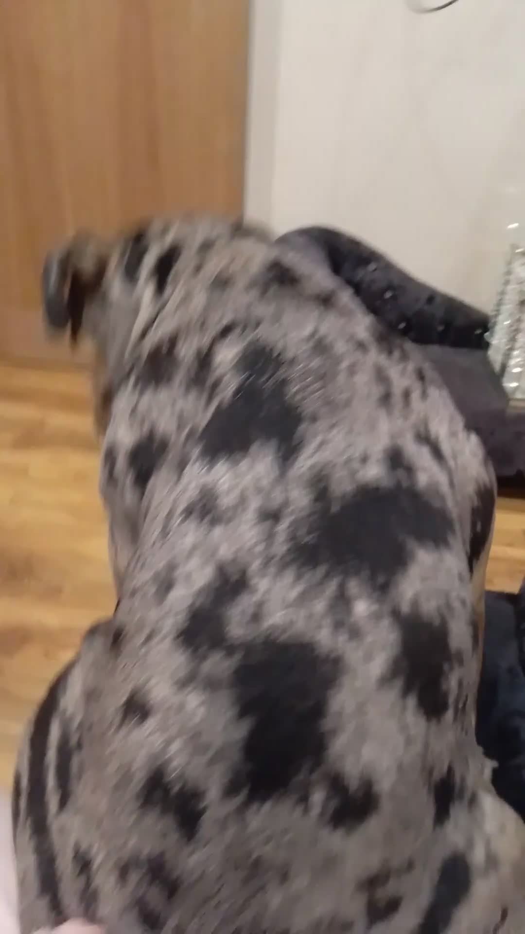 English Bulldog dogs for sale: English bulldog reduced  - Video 1