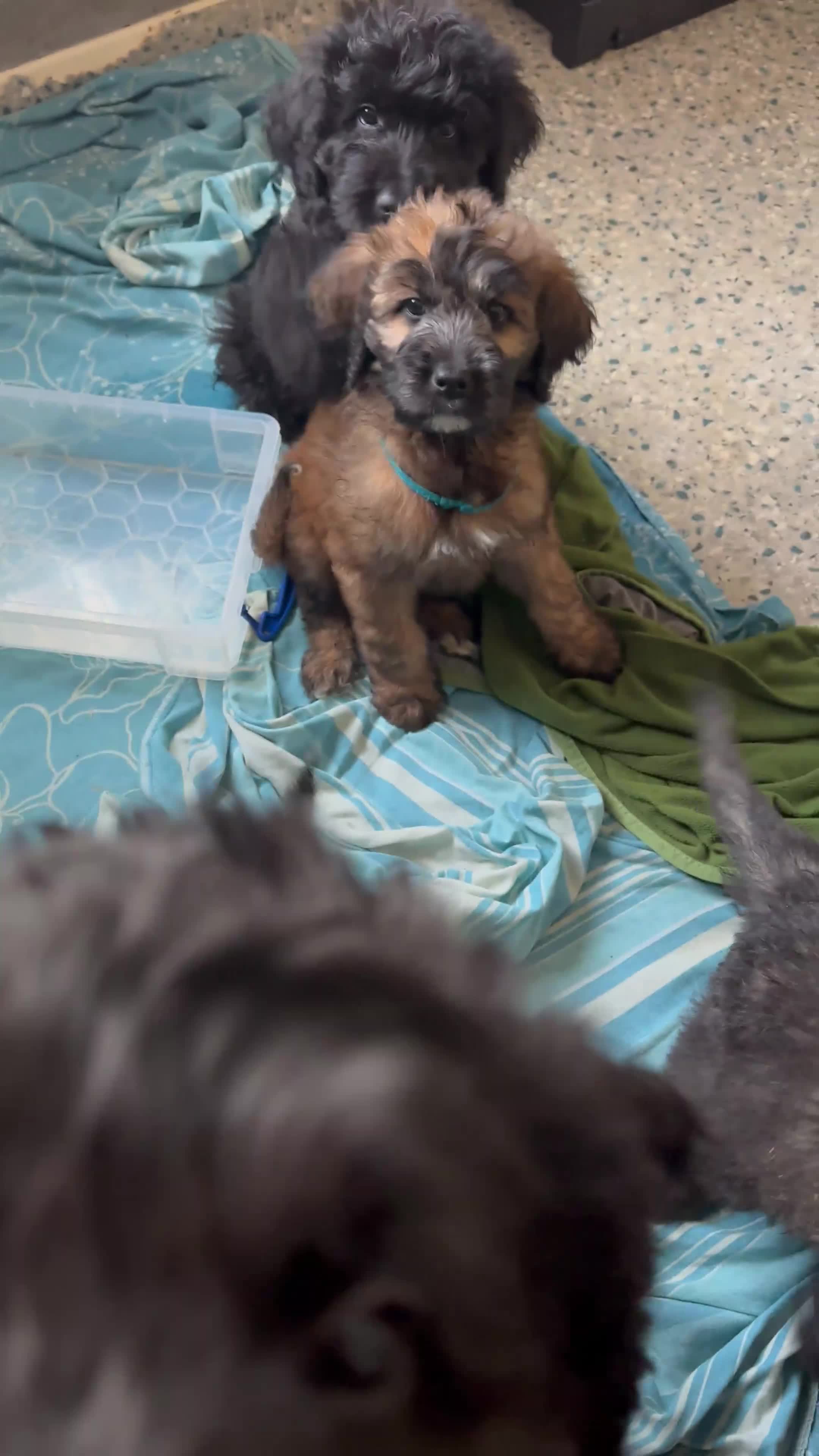 Mixed Breed dogs for sale: *Reduced* F1 Saint Berdoodles - Video 2