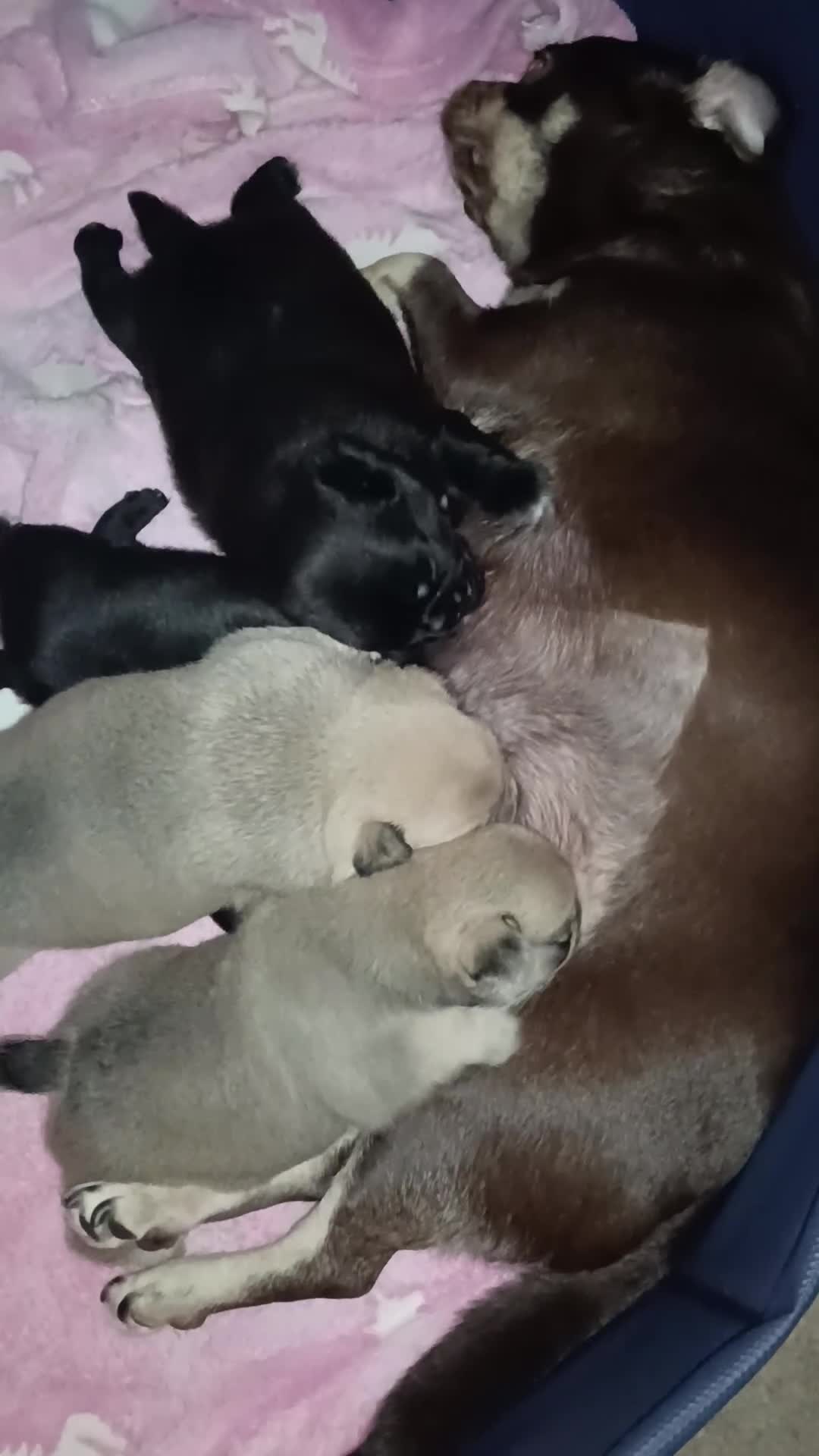 Pug dogs for sale: Pug Puppies  - Video 2