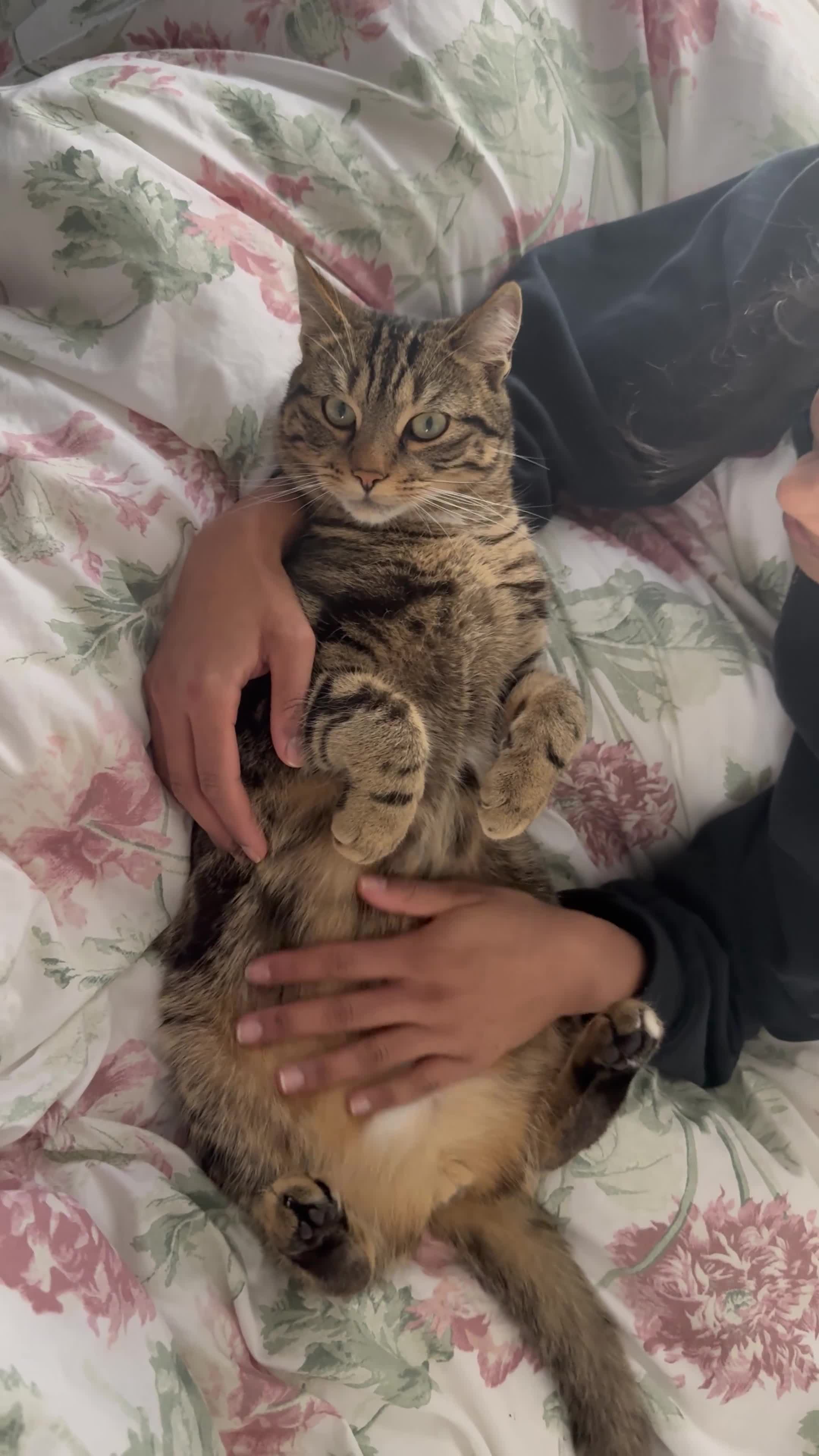 Mixed Breed cats for sale: Neutered Male Cat - Lychee in Preston - Video 1