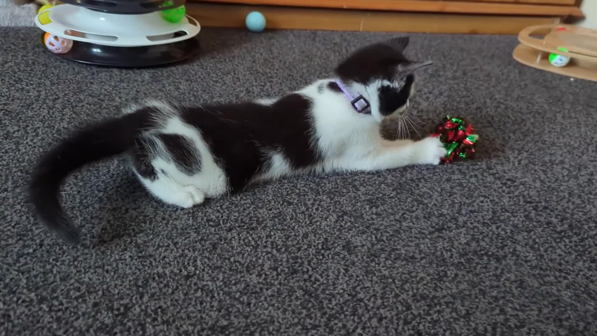 Domestic Shorthair cats for sale: 2 Beautiful Female Kittens Available for Rehoming - Video 2