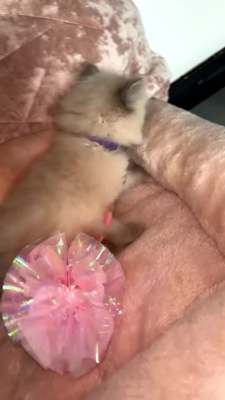 Ragdoll cats for sale: 🌸pedigree Ragdoll babies, reduced🌸 - Video 2