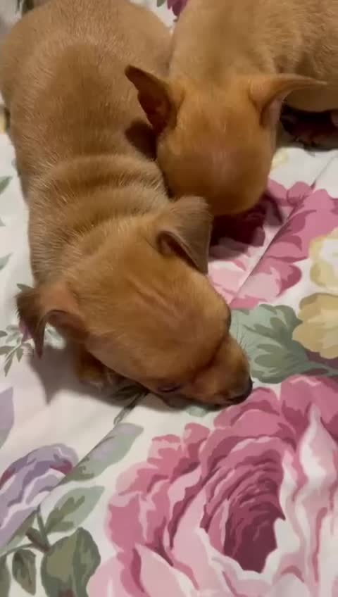 Chihuahua dogs for sale: ONLY 4 LEFT! Chihuahuas £650-£700 “Boys & Girls’ - Video 4