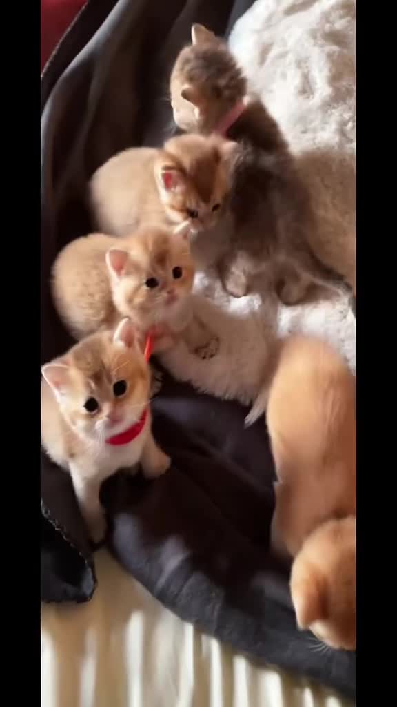 British Shorthair cats for sale: Exceptional Golden British Shorthair Kittens - Video 2