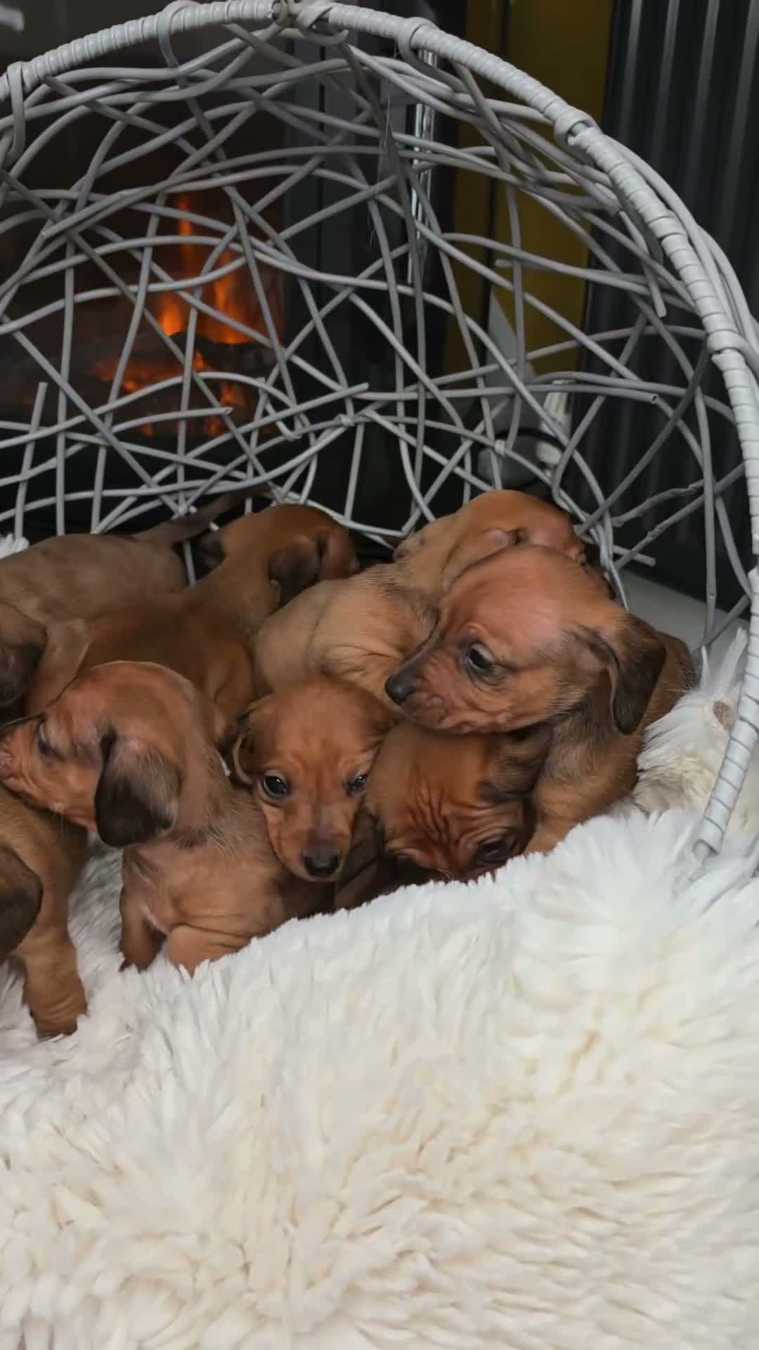Miniature Dachshund dogs for sale: Beautiful Miniature Dachshund Puppies🐾4Girls4Boys - Video 1