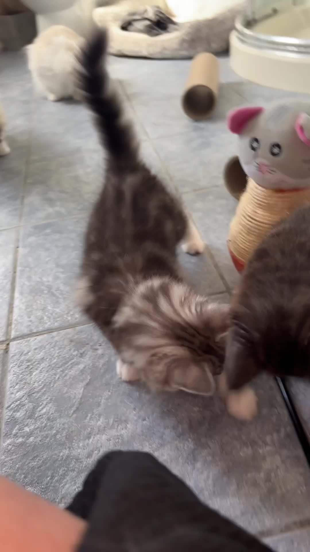 Ragcoon cats for sale: Stunning Ragcoons 😍 ** last kitty available!** - Video 2