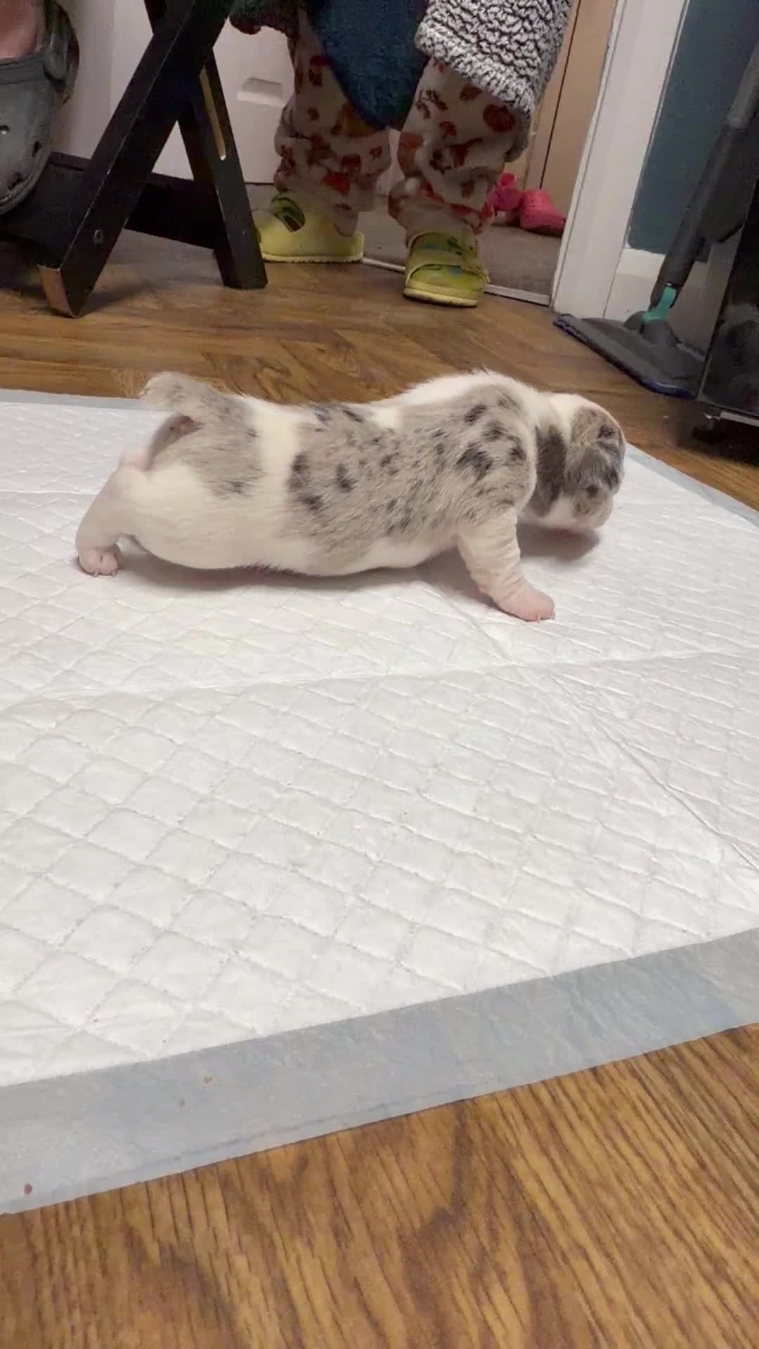 Jack Russell dogs for sale: Jack Russell Puppies  in York - Video 3