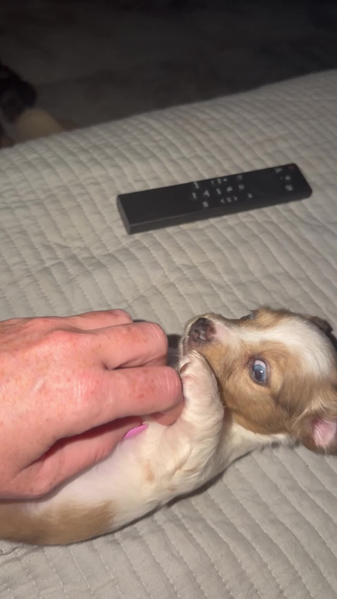 Miniature Dachshund dogs for sale: Isabella dapple Piebold  - Video 1