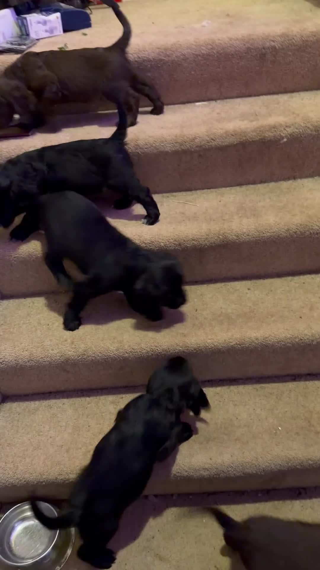 Cocker Spaniel dogs for sale: KC registered Working Cocker Spaniel  - Video 1