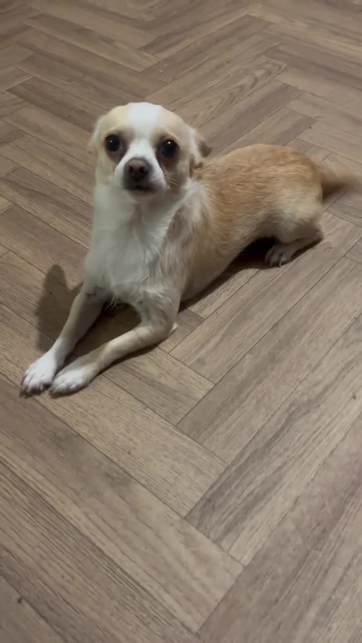 Mixed Breed dogs for sale:  Cleo – 2-Year-Old Chinese Crested x Chihuahua  in Glasgow - Video 1