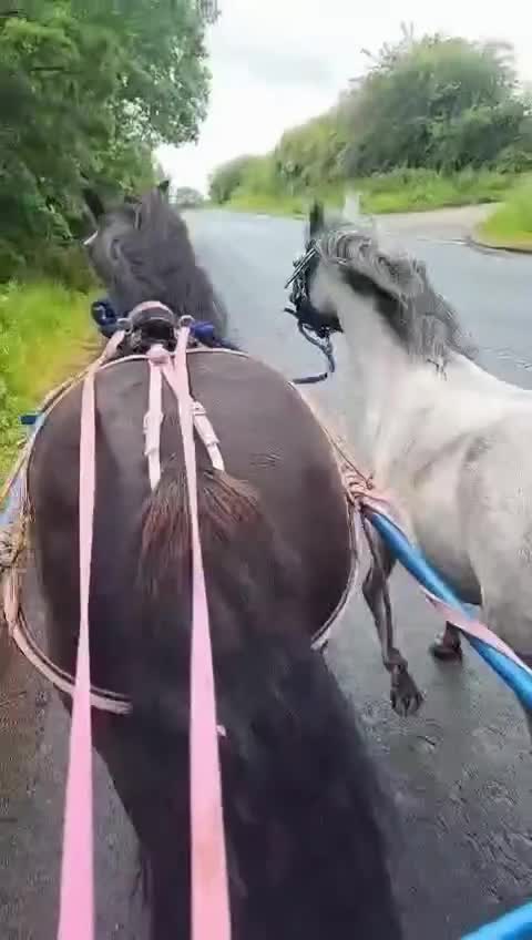 Dales horses for sale: Black section A reg gelding in Lancaster - Video 3