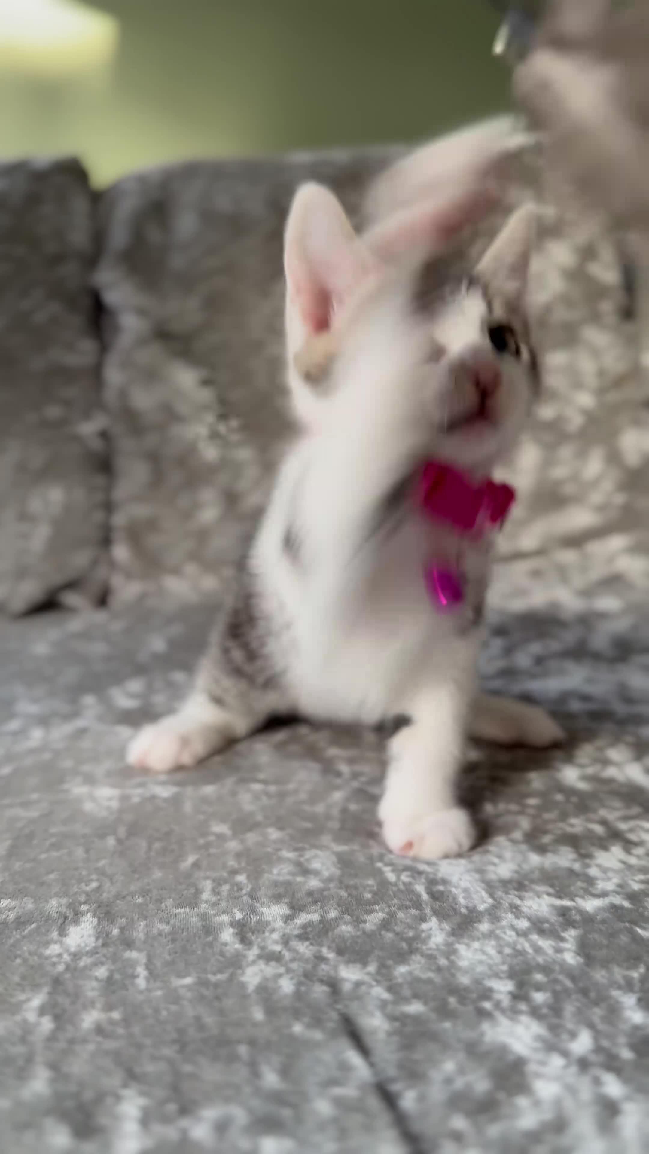 British Shorthair cats for sale: ✨🍑 PEACH & PISTACHIO 💚✨ - Video 1