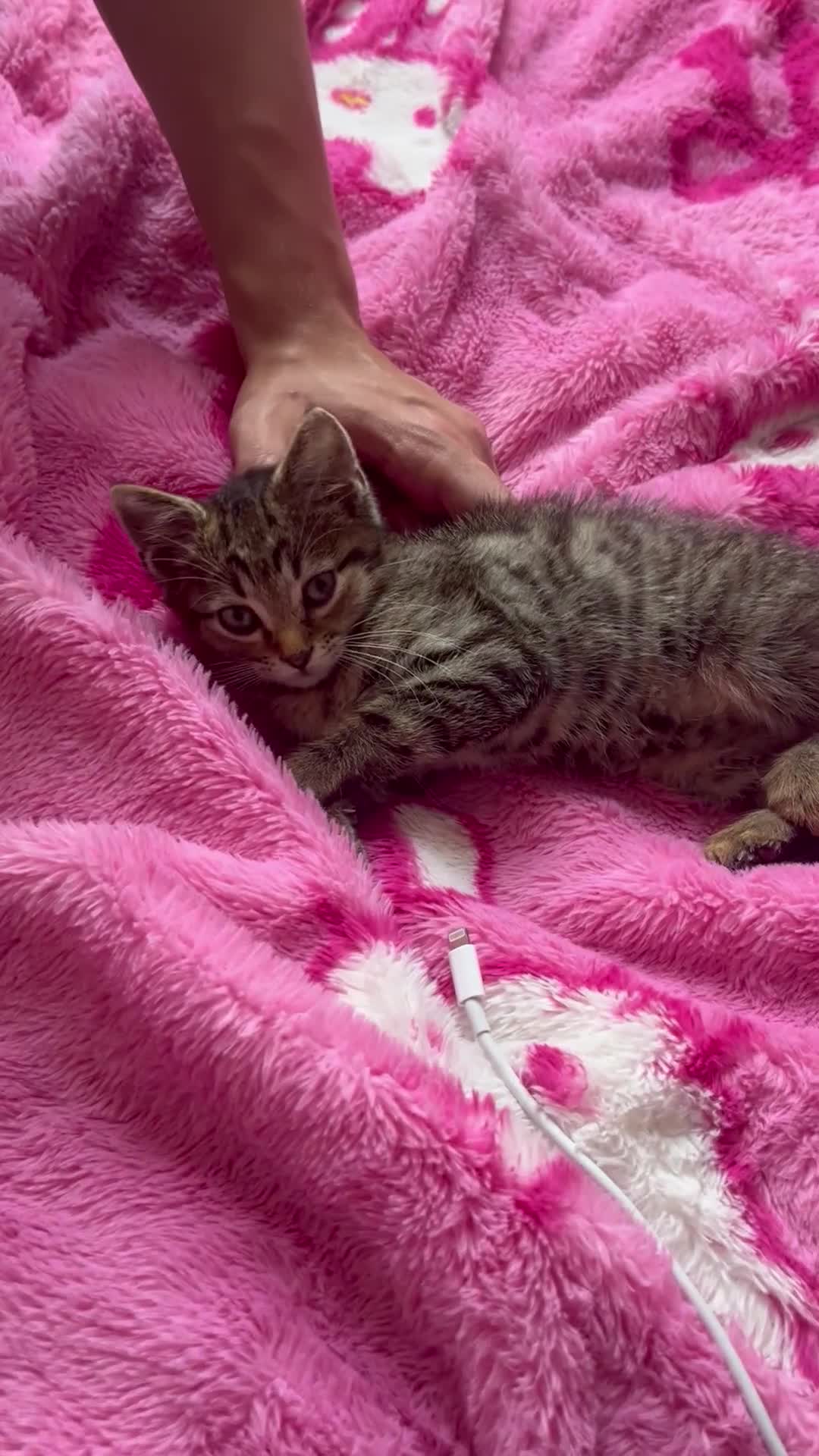 Domestic Shorthair cats for sale: Beautiful Male* Kitty Looking for a good home - Video 1