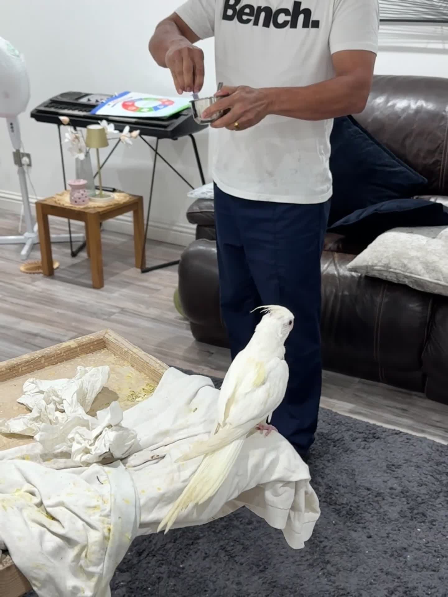 Cockatiels birds for sale: Tamed, spoon fed baby cockatail - Video 2