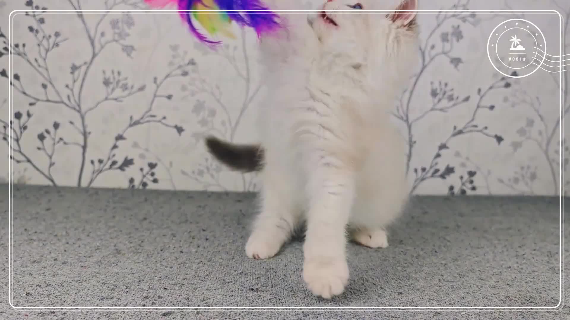 Ragdoll cats for sale: Regional Winner READY TO Go LAST BOY AND GIRL - Video 2