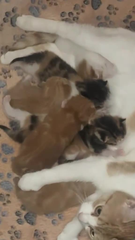 Mixed Breed cats for sale: Adorable Kittens Looking for Their Forever Homes🐾 - Video 1