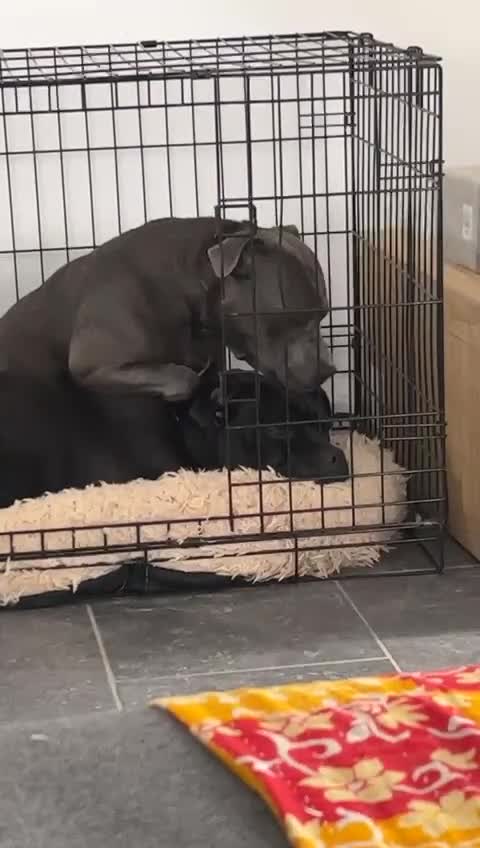 Staffordshire Bull Terrier dogs for sale: KC REG SBT STOCKY BLACK BITCH in Saint Ives - Video 1
