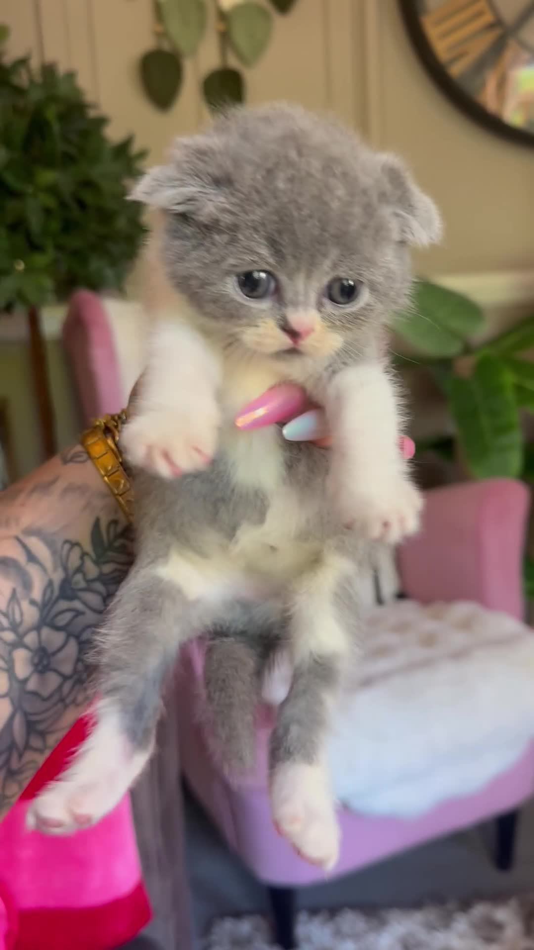 British Shorthair cats for sale: Summer Sale 😻 Champion Line Kittens 😻🥇🏆🐾 - Video 1