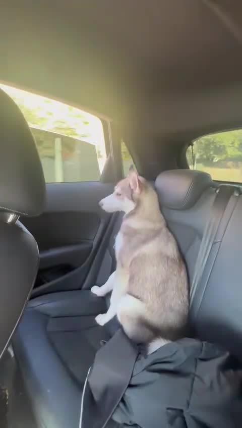 Siberian Husky dogs for sale: Remi - 7 month Siberian husky  - Video 1