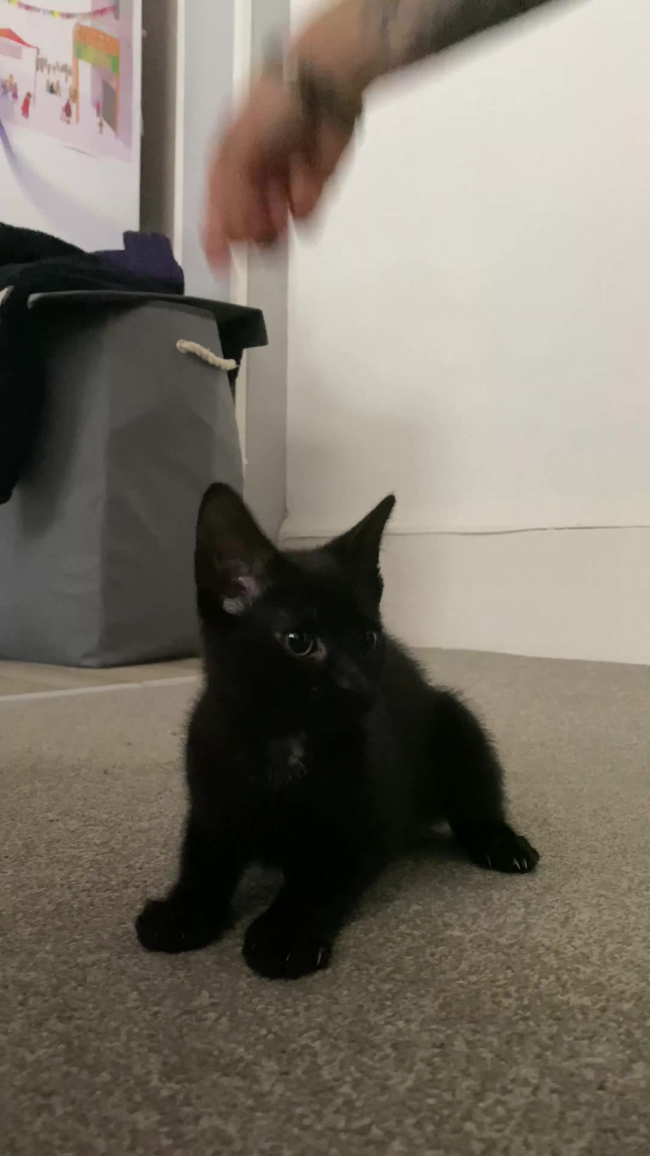 Mixed Breed cats for sale: Kimchi looking for a warm home - Video 3