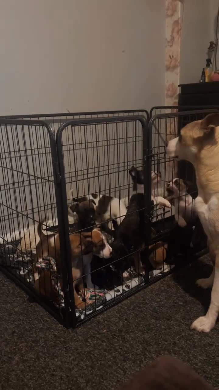 Mixed Breed dogs for sale: Puppies ready to leave now! 🐶❤️ - Video 3