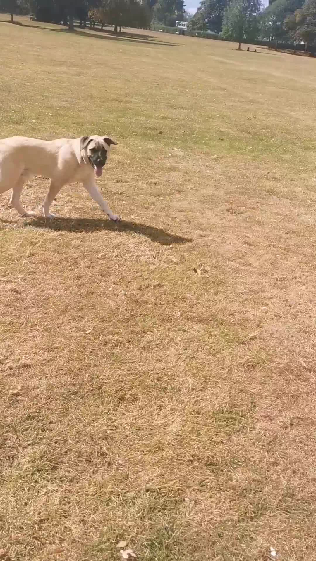 Mixed Breed dogs for sale: No money needed/free to collect  - Video 1