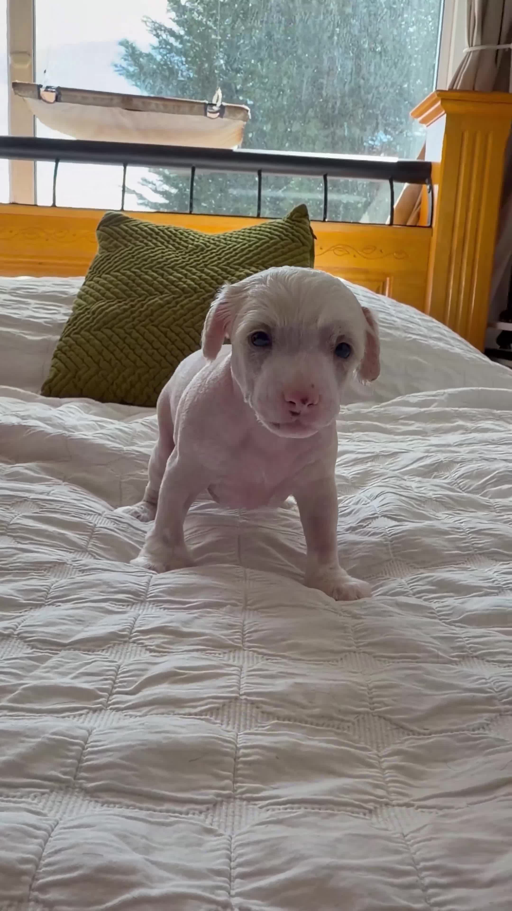 Chinese Crested dogs for sale: Pure breed Chinese Crested  - Video 1
